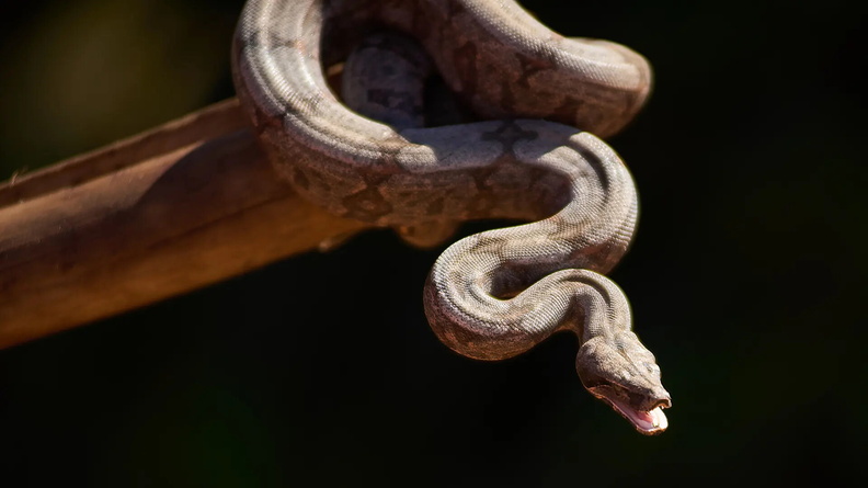 Baby Boa Constrictor, Jeriquara, Brazil